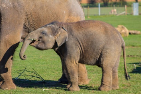 ZSL Whipsnade Zoo