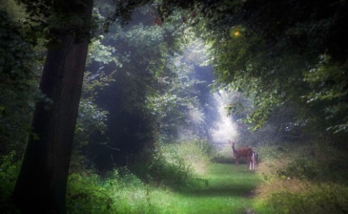 Hatfield Forest