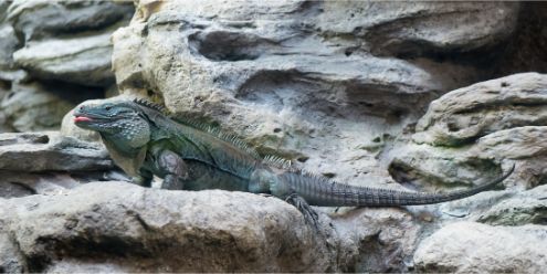 Cayman Blue Iguana