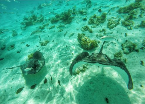 Stingray City