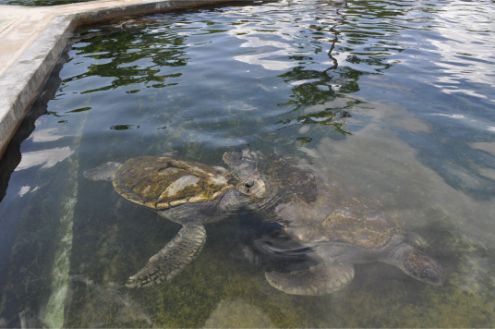 Cayman Turtle Centre