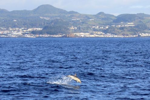 Dolphins, São Miguel, Azores