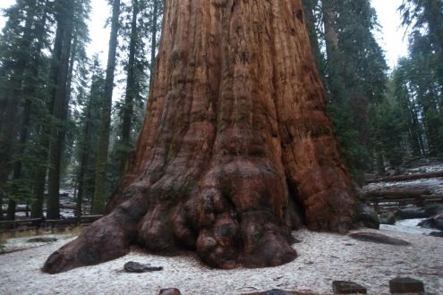 General Sherman Tree