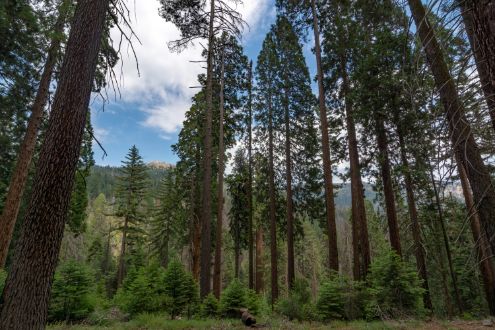 Sequoia National Park