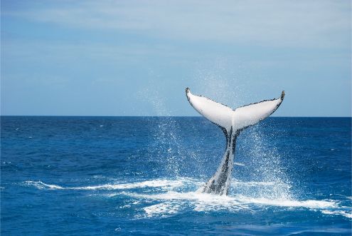 Humpback whale