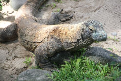 Komodo dragon