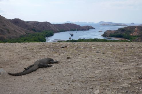 Komodo dragon on Rinca Island