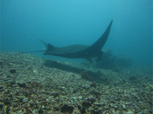 Diving at Komodo Island (Manta Point)