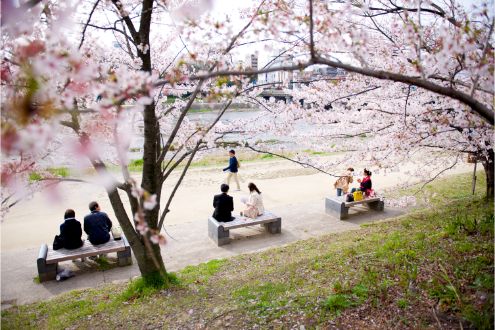 Cherry Blossom, Kyoto