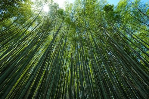 Bamboo Forest