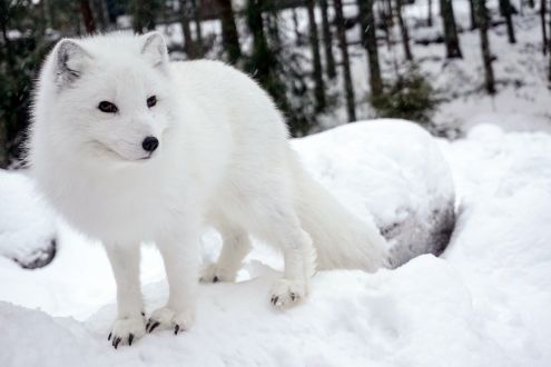 Arctic fox at Ranua