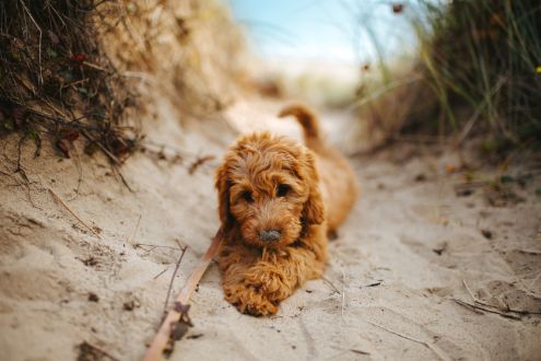 Puppy on beach