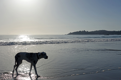 Leash-free on Carmel Beach