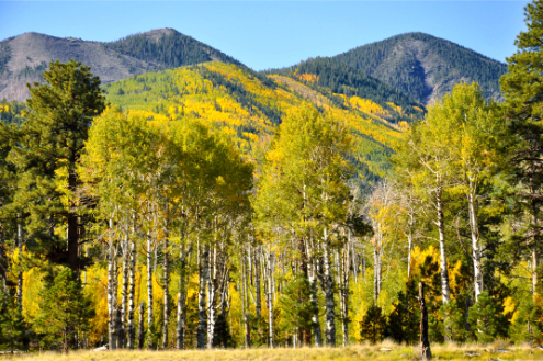 Aspen