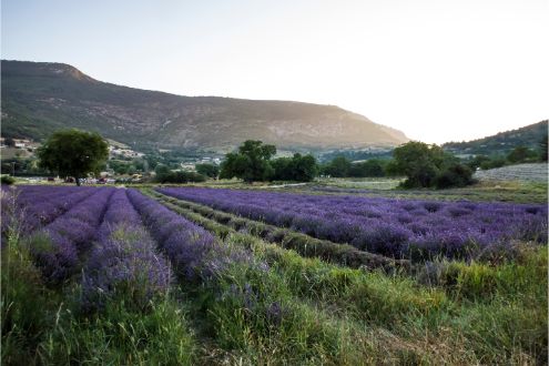 Provence